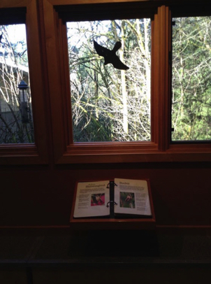 Viewing window of bird feeders